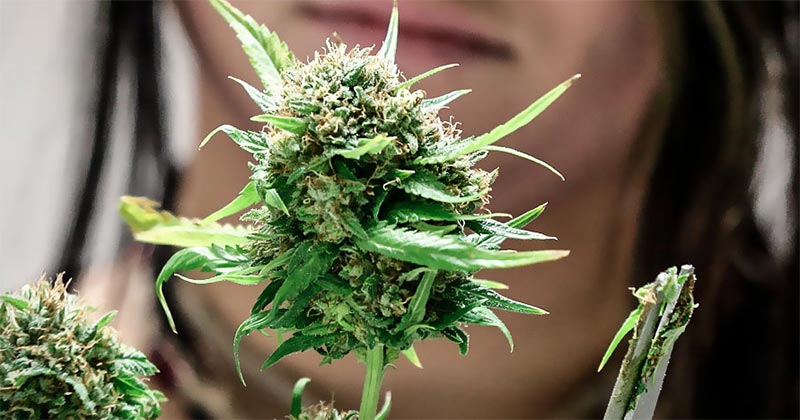 Investir dans le cannabis en 2018