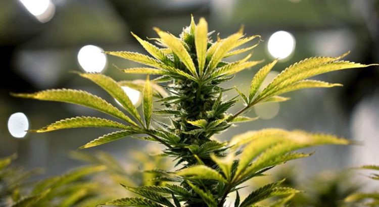 Légalisation du cannabis médical au Royaume-Uni