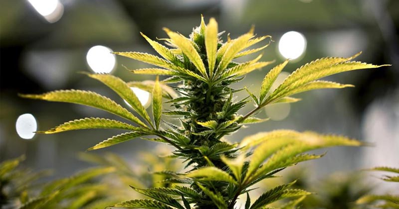 Légalisation du cannabis médical au Royaume-Uni