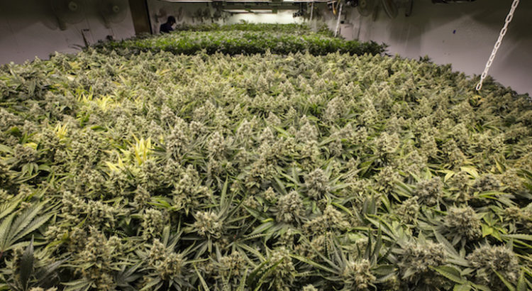 Cannabis médical à Malte