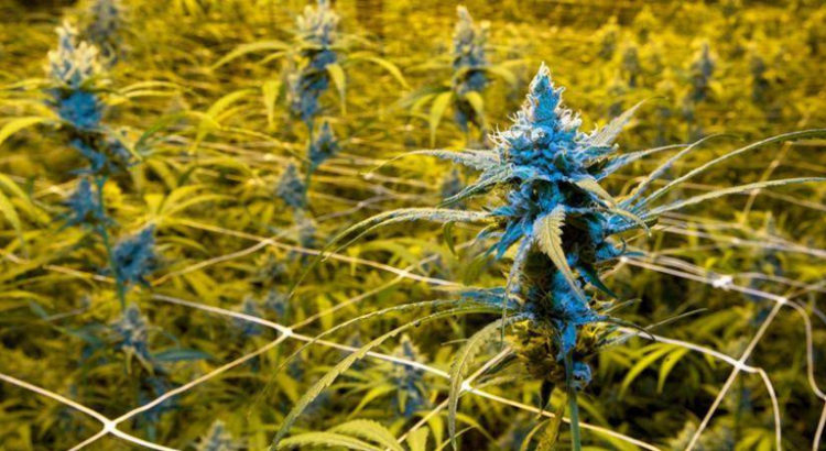 Test de légalisation du cannabis en France