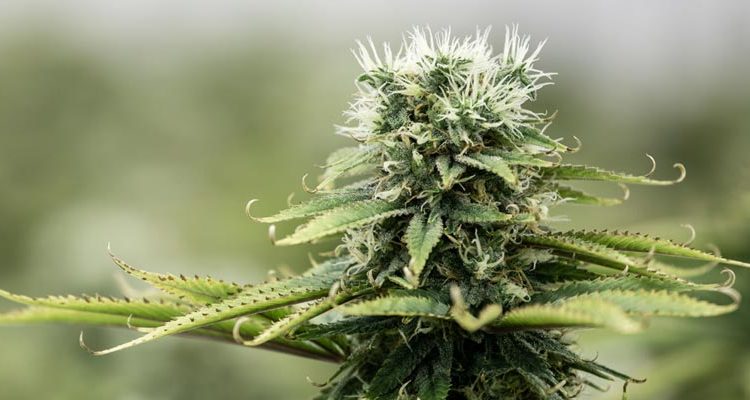 Cannabis médical en Allemagne