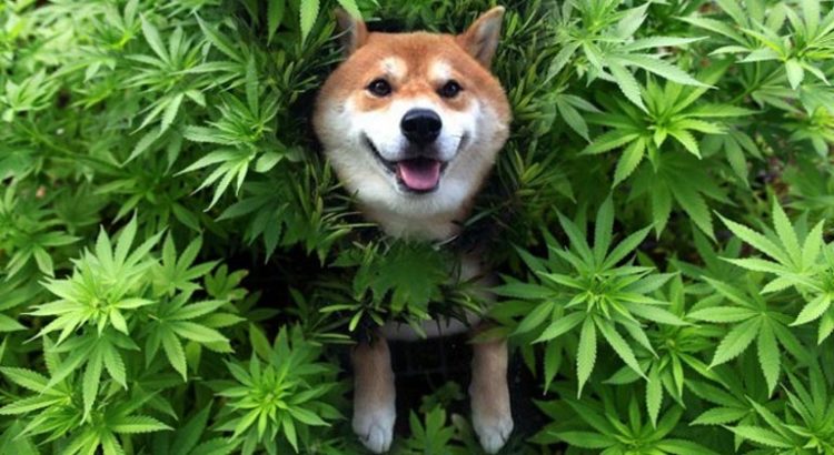Cannabis pour animaux