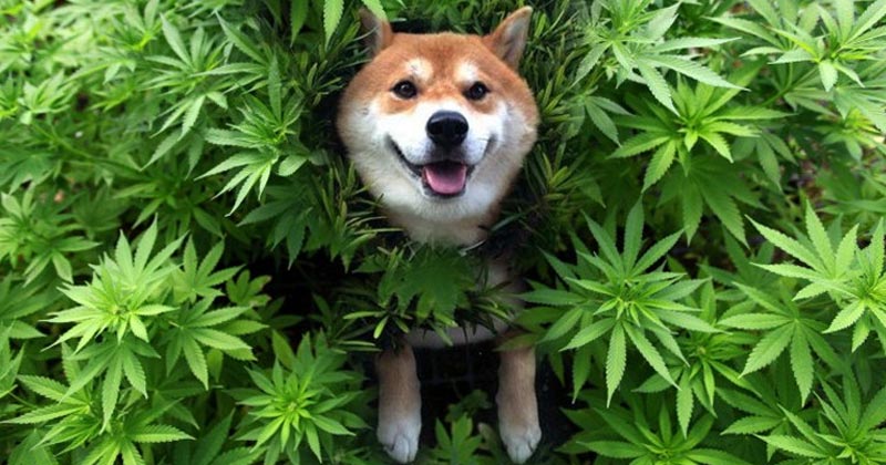 Cannabis pour animaux