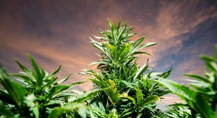 Cannabis et accidents de la route