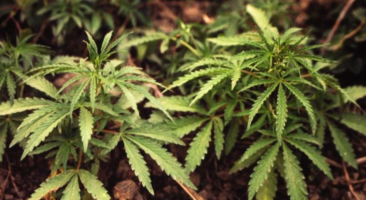 Cannabis en Belgique