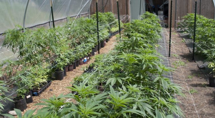 Cannabis médical au Lesotho