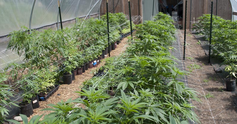 Cannabis médical au Lesotho