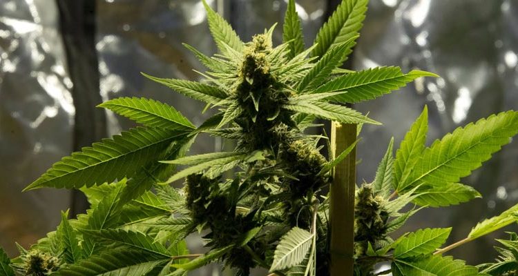 Médicament à base de cannabis au Chili
