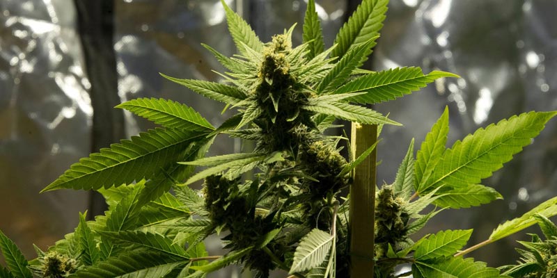 Médicament à base de cannabis au Chili