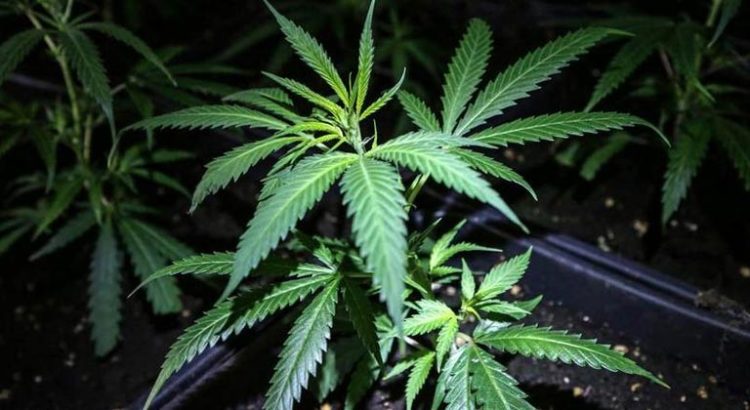 Culture de cannabis légale aux Pays-Bas