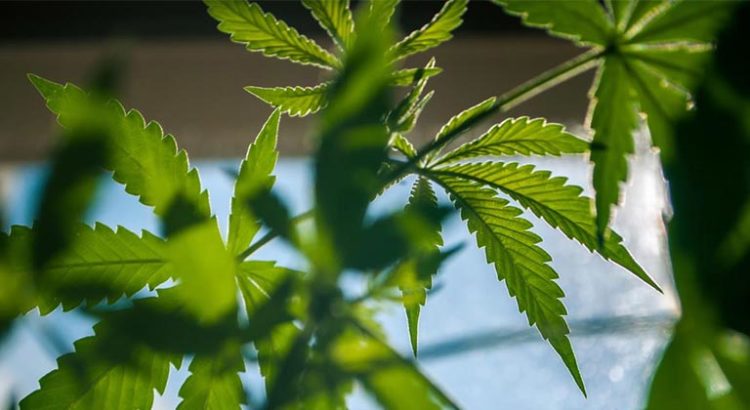 Dépénalisation du cannabis et consommation des jeunes
