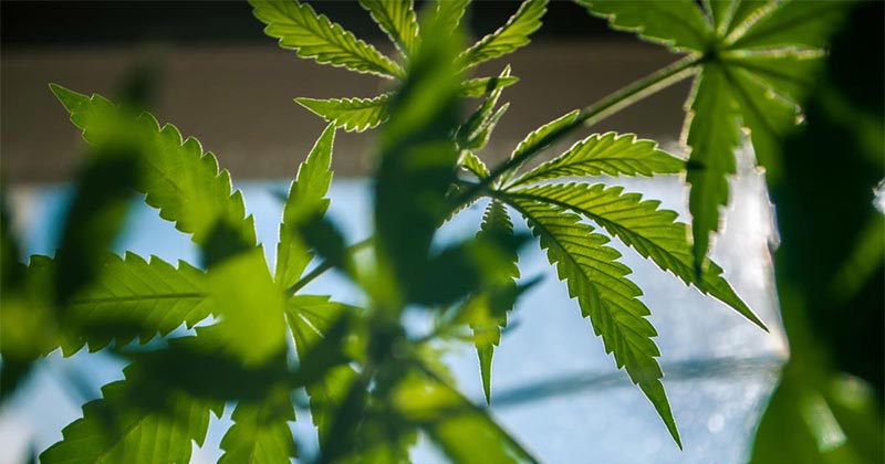 Dépénalisation du cannabis et consommation des jeunes