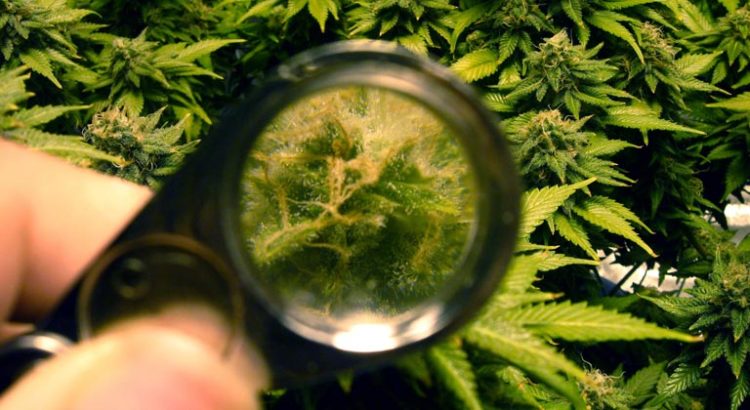 Flavonoïdes du cannabis