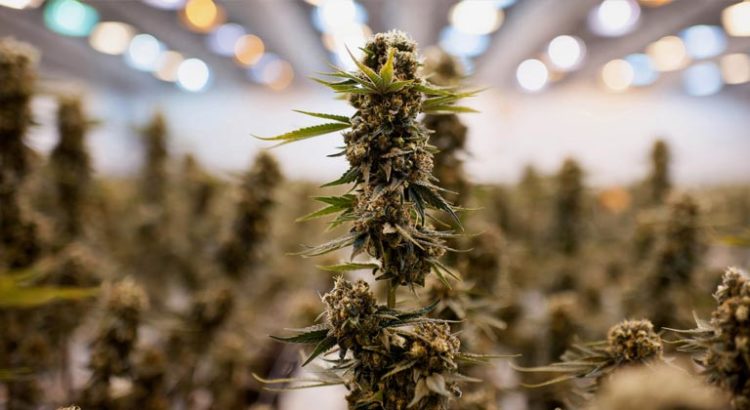 Légalisation de la culture de cannabis médical en Grèce