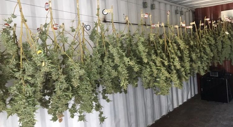 Récolte de cannabis en Jamaïque