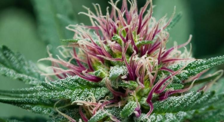 Légalisation du cannabis en Suisse