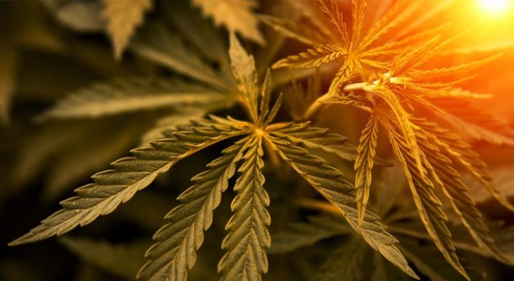 Ventes de cannabis en 2027