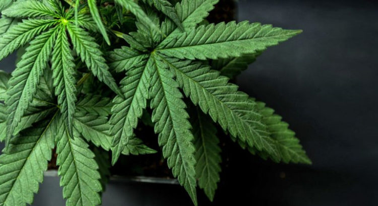 Cannabis et cancer de l'ovaire