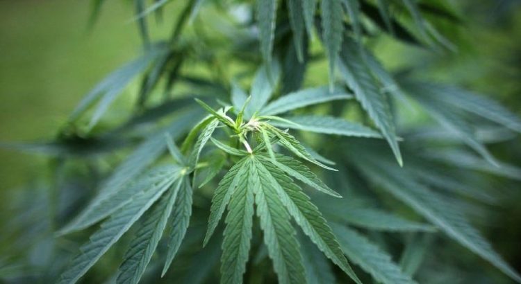 Cannabis au Luxembourg