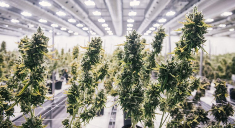 Canopy Growth