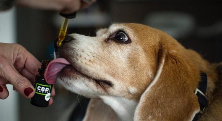 CBD pour animaux de compagnie