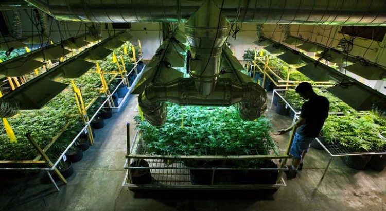 Culture légale de cannabis aux Pays-Bas