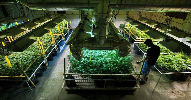 Culture légale de cannabis aux Pays-Bas