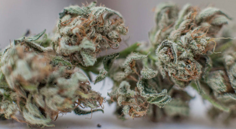 Découverte du THC