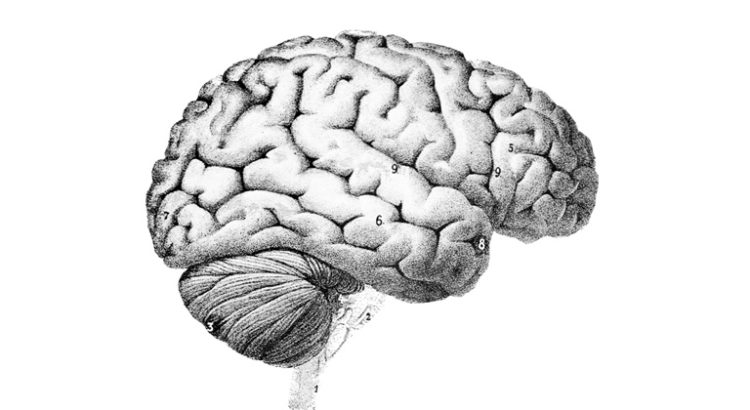 Huile essentielle de chanvre sur le cerveau