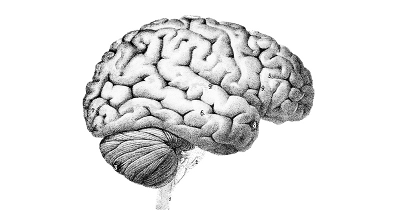 Huile essentielle de chanvre sur le cerveau