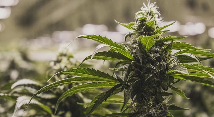 Cannabis en Nouvelle-Zélande