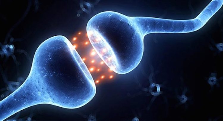 GPR55, le 3ème récepteur endocannabinoïde