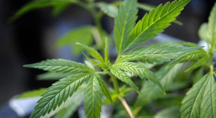 Cannabis médical en Belgique