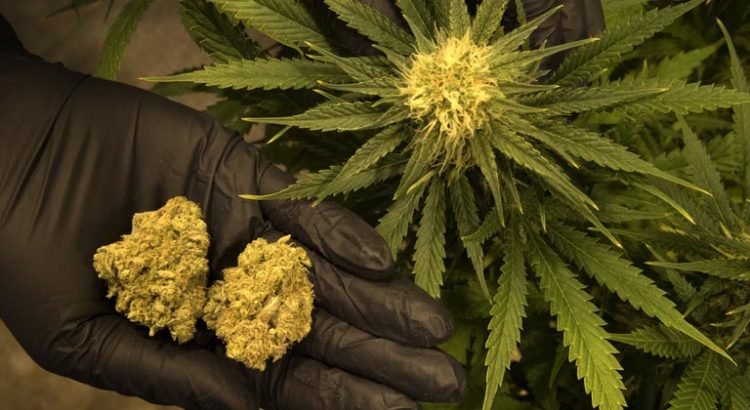Cannabis fumé en Floride