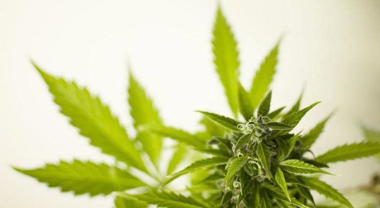 Fusion d'entreprises du cannabis