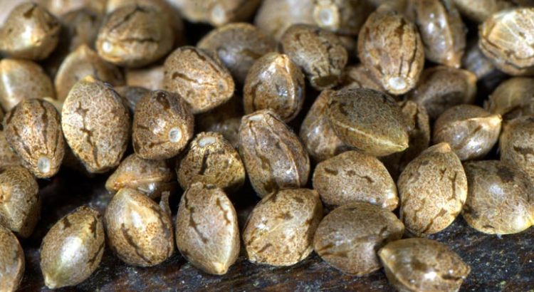 Génétique de graines de cannabis