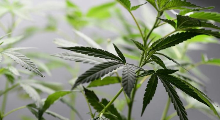 Gaspard Koenig veut légaliser le cannabis en France