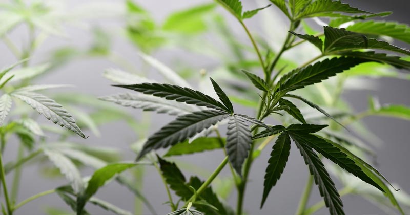 Gaspard Koenig veut légaliser le cannabis en France