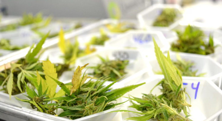 Cannabis médical au Luxembourg