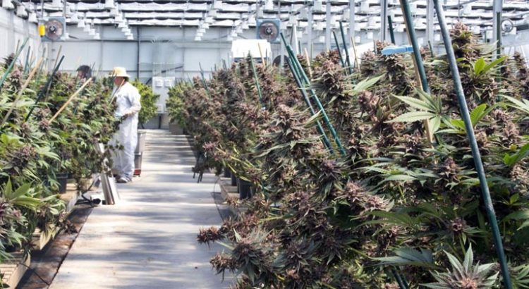 Modèles de légalisation du cannabis médical en France