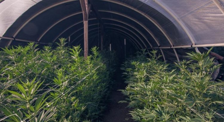 Odeur de cannabis en Californie