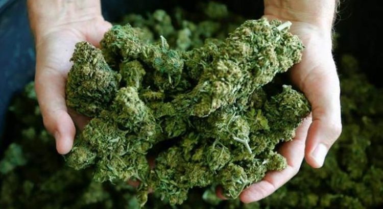Expérience sur le cannabis en Suisse