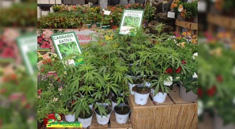 Vente de chanvre en France