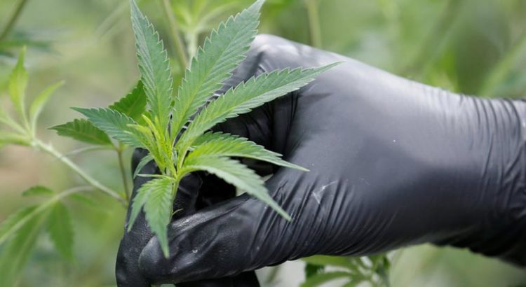 Ventes de cannabis au Canada