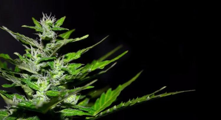 Légalisation du cannabis médical au Zimbabwe