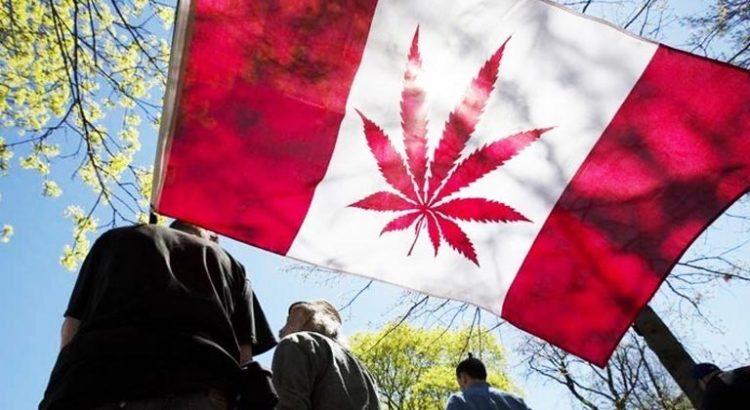 Le Sénat vote la légalisation du cannabis au Canada