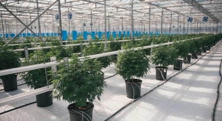 Culture de cannabis au Canada