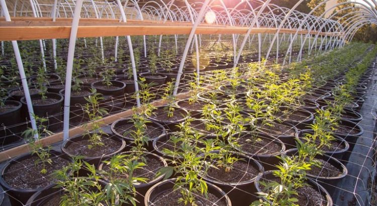 Culture de cannabis médical en France