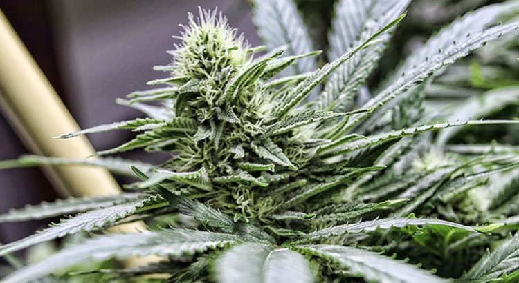 Etudes sur le cannabis médical au Liban